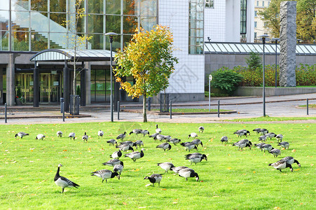 瑞典斯德哥尔摩办公中心附近的GeeseBrantaLeu图片