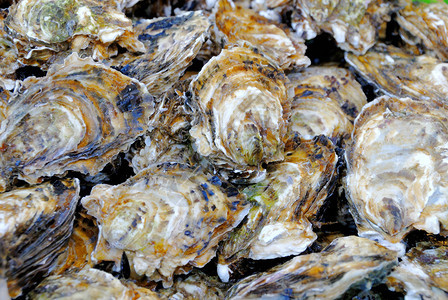 法国鱼市的牡蛎背景图片