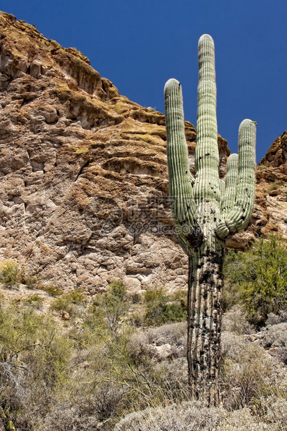 亚利桑那沙漠春天植物生命图片