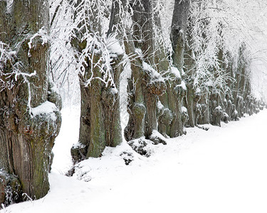 一排被雪和雾凇覆盖的古树图片