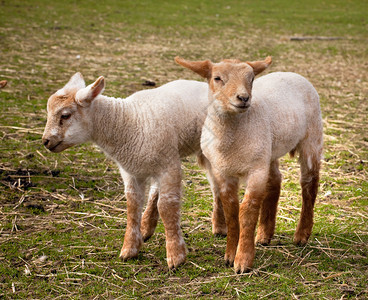 春天新生的双生羊图片