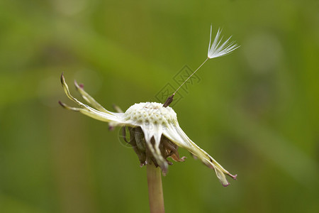 Dandelion上最图片