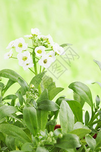 有白花三叶草的小植物图片