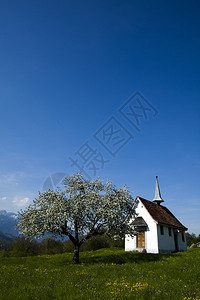 阿尔卑斯之春图片