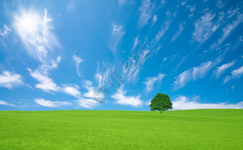 有孤树和白云的绿色田野图片