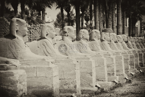 埃及卢克索神庙的一排古狮身人面像图片