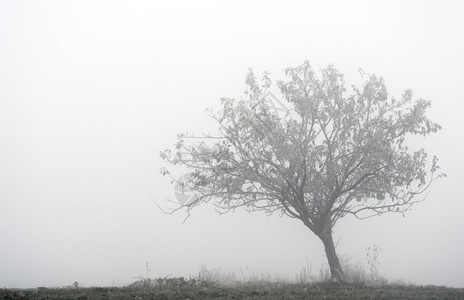 迷雾中的孤树由Raw发展而来图片