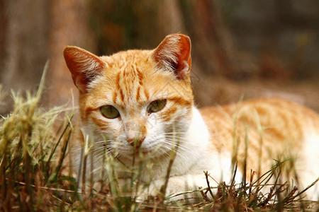 草地上的猫图片