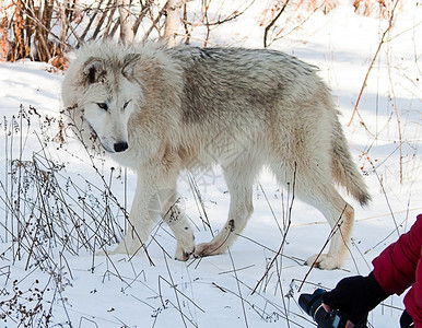 大母狼看着底角的相机图片素材