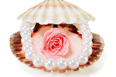 白色背景上带珍珠和玫瑰的贝壳图片