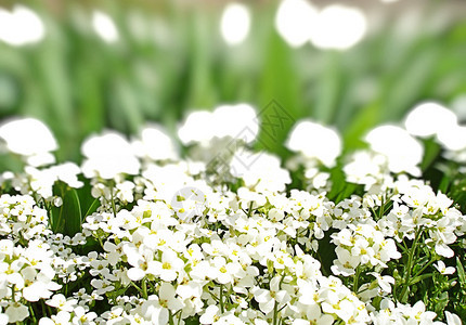 白花和绿草图片