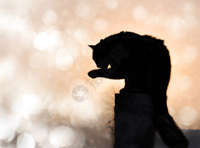 梦幻中的黑长头发的黑猫身着光影图片