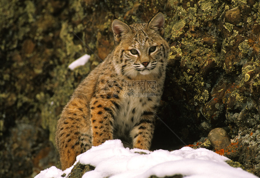 山猫体育直播带你畅享高清赛事盛宴随时随地观看精彩体育对决
