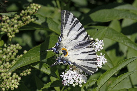 夏天的燕尾蝴蝶背景图片