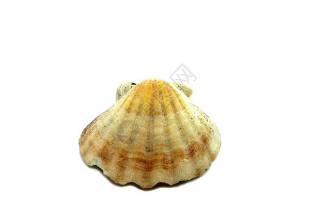 白色背景上的海贝壳背景图片