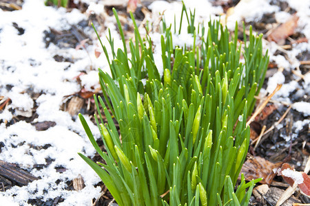 初春第一朵水仙花从雪中探出头来浅自由度图片