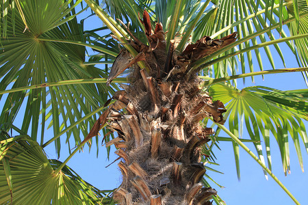 棕榈树的前景图片