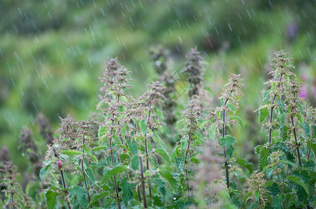 带高清图片走在雨中打伞的情侣背影高清图片城市行人区一对年轻夫妇