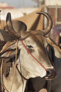 印度拉贾斯坦邦Nagaur牛群博览会出图片