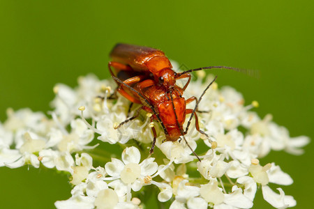 花朵上养殖的甲虫Rhagonycha图片