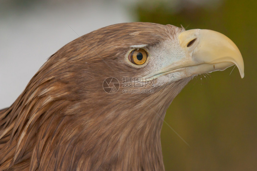 老鹰主场作战数据趋势与关键时刻执行力研判