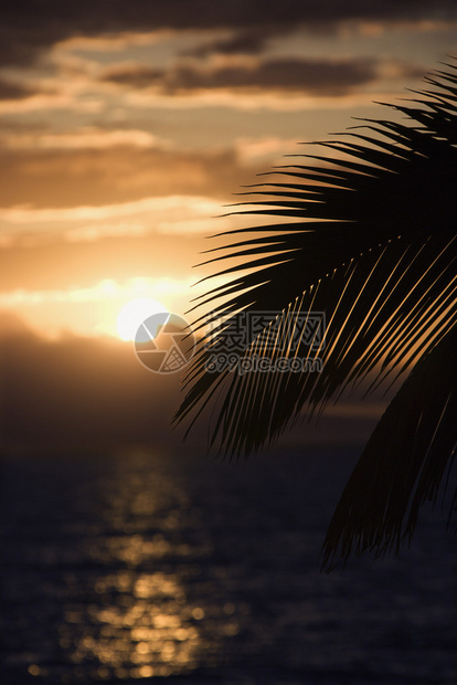 在美国夏威夷毛伊岛棕榈叶环绕着海图片