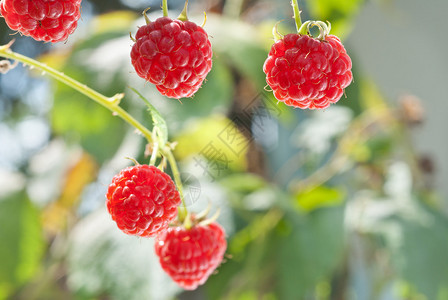 灌木上生长的红树莓图片