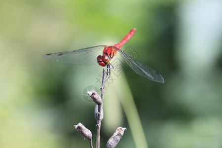 红蜻蜓背景图片