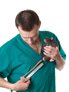 兽医测量家鼠尾巴的长度图片