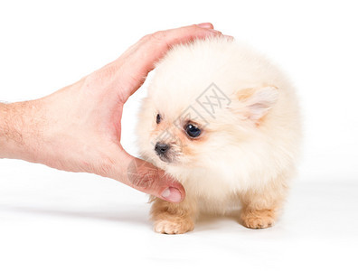 白色背景的PomeranianS图片