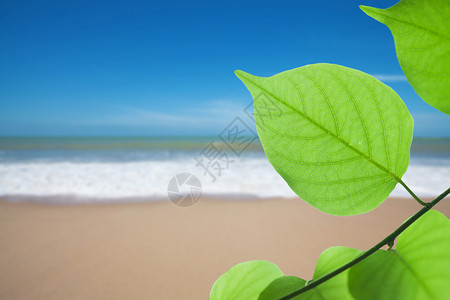 沙滩上的绿叶图片