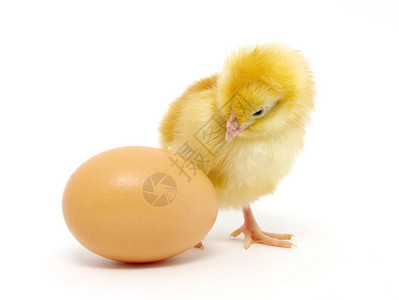 白色背景中分离的棕色鸡蛋和鸡肉背景图片