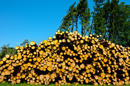 德国南巴伐利亚的伐木图片