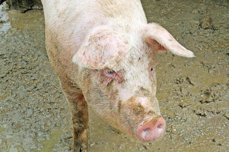满是泥的猪圈里的粉红猪背景图片