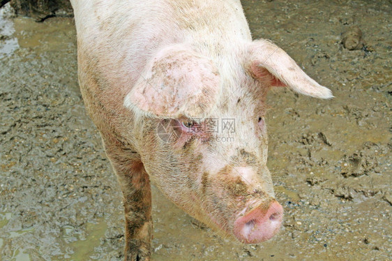 满是泥的猪圈里的粉红猪图片