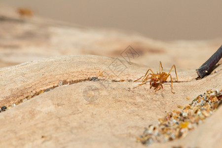 荷兰动物园里的切叶蚁图片