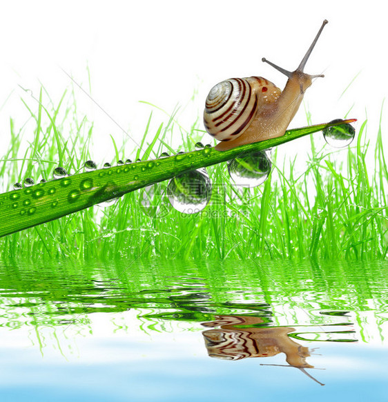 孤立的露水草地上的蜗牛图片