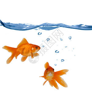 两条金鱼在白色背景下隔离的水中游泳图片