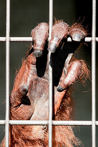 奥兰古塔手在动物园笼图片