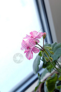 窗户上的粉色天竺葵花图片