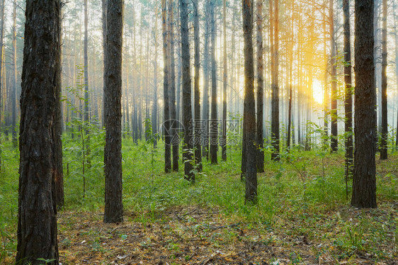 森林中的落日图片