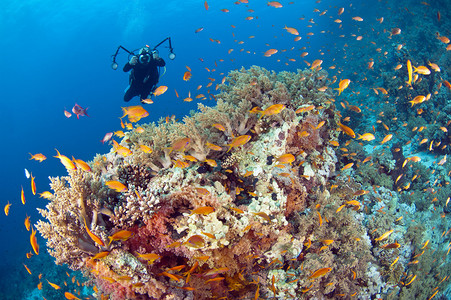 在一个美丽的热带珊瑚礁上进行水下潜水摄影师图片
