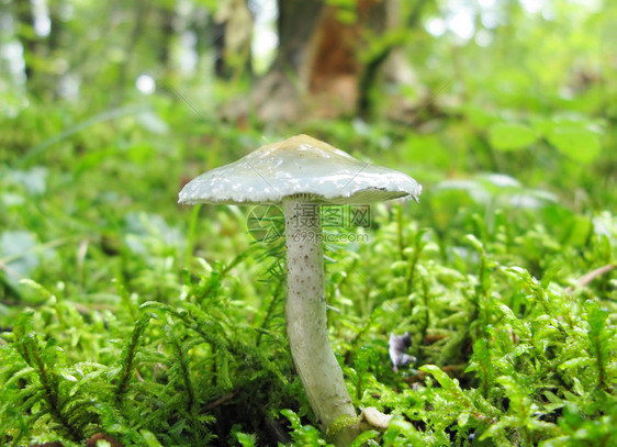 不可食用的蘑菇在森林里图片