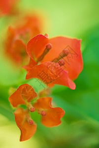 红花盛开的狂野bou图片