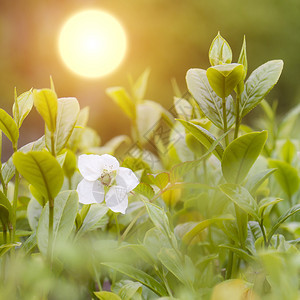 阳光下茶叶种植园的切图片