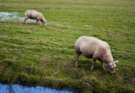 绵羊在田野的岸边吃草图片