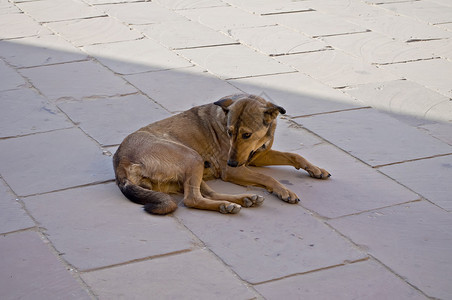 孤单的狗和被遗弃的狗图片