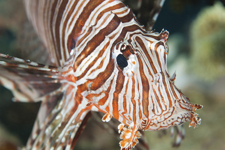 热带珊瑚礁上一条红海狮子图片