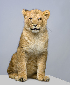 坐在白色背景前的幼狮图片
