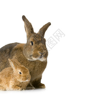 兔子妈和新出生的兔子在白色背景面图片